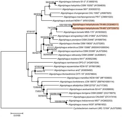 Improving plant salt tolerance through Algoriphagus halophytocola sp. nov., isolated from the halophyte Salicornia europaea